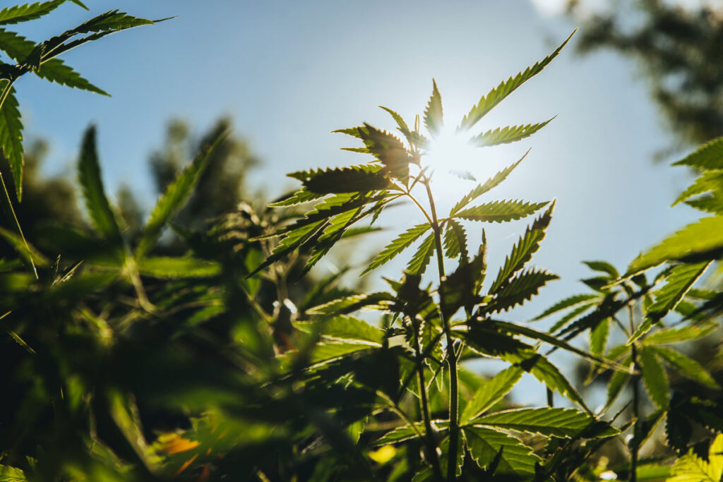 myristol hemp seed oil grown in canada