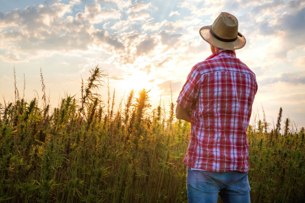myristol hemp seed oil produced in canada